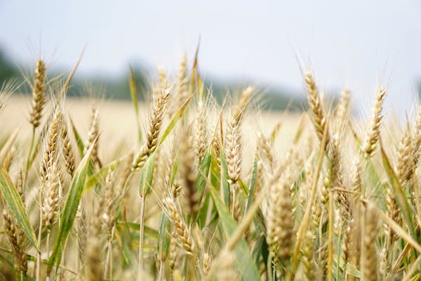 Sugar & Soft Commodities